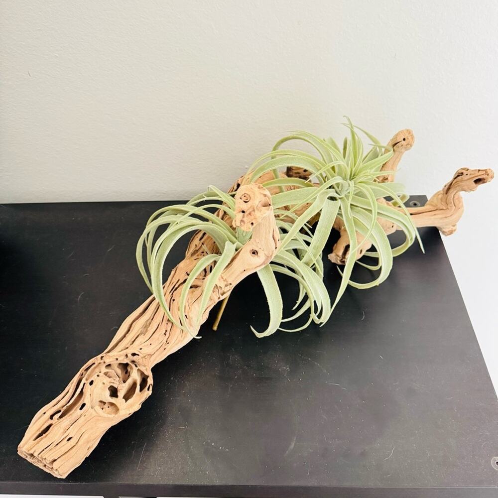 NEW POTTERY BARN Tan Grape Wood Mint Green Faux Air Plant Tabletop Decor Display - Picture 12 of 13